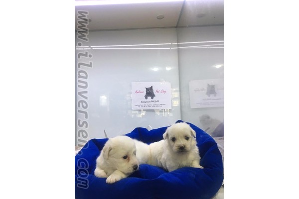 Maltese terrier Ayrancı Mah.