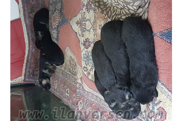 Dişi ve Erkek köpek Alacaatlı Mah.