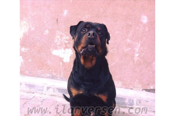 Rottweiler yaş 5