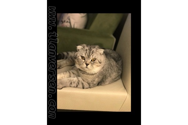 Scottish fold kedi Bayrampaşa