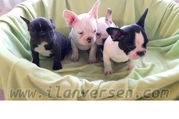 Akdoğan Köyü French bulldog ilanları
