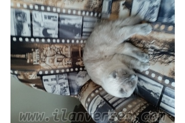 British shorthair Erkek Yeşilpınar Mah.