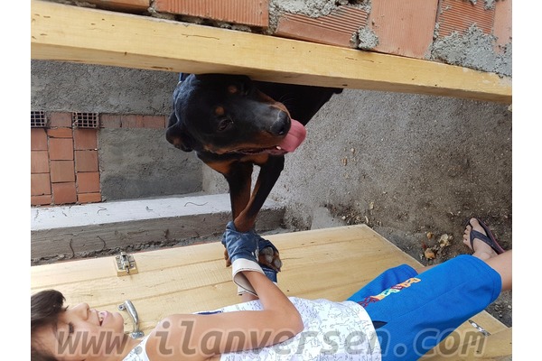Aşılı Rottweiler
