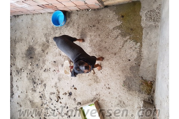 köpek ilanlari Sur Mah.