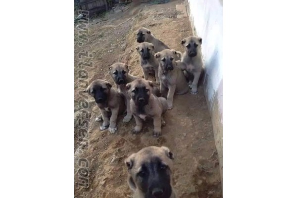 Rıfat Öçten Mah. köpek fiyatları