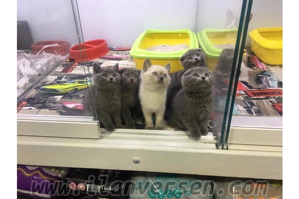 Dişi ve Erkek kedi Ayrancı Mah.