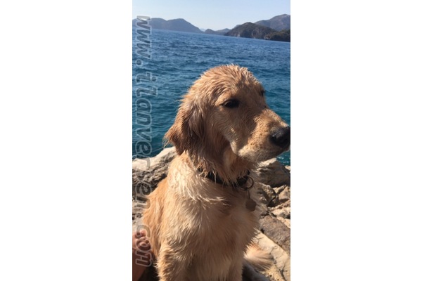 Erkek köpek Demirköprü Mah.