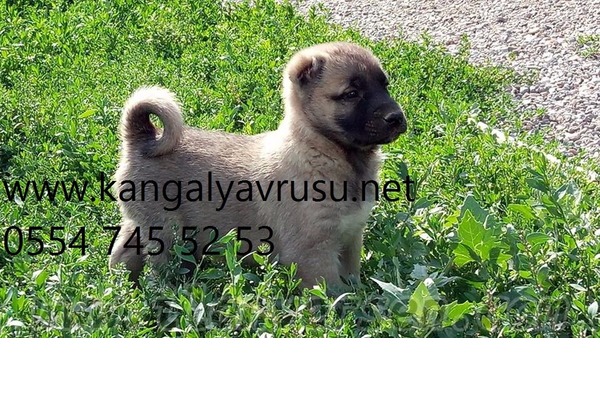 Gümüşdiğin Köyü köpek ilanı