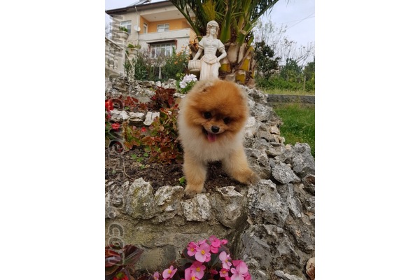 Çengelköy Mah. köpek ilanı