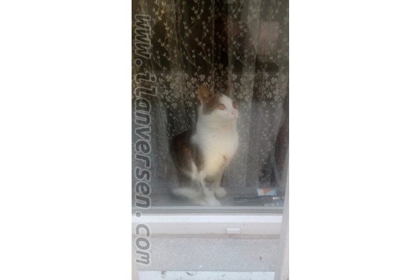 6-12 Aylık kedi Pınarbaşı Mah.