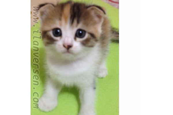 Scottish fold Dişi ve Erkek kedi