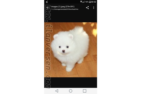 Pomeranian Dişi ve Erkek köpek