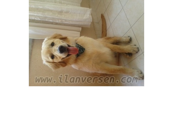 yaş 3-6 Aylık köpek Mevlana Mah.