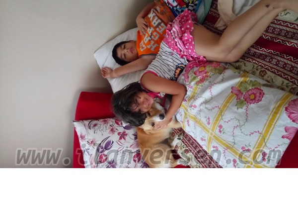 Diğer köpek ırkı Sahibinden 0 TL