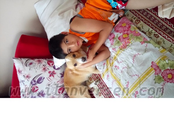 Güvenevler Mah. köpek ilanı