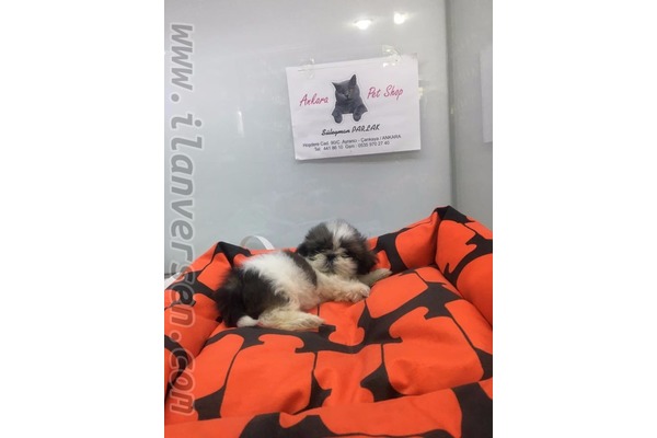 Shih-Tzu yaş 0-3 Aylık Ayrancı Mah.
