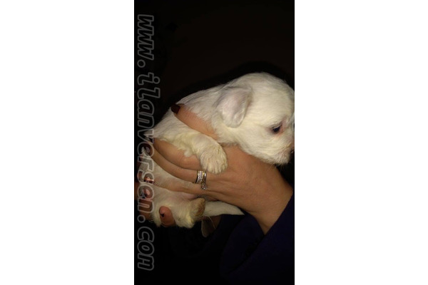 Maltese terrier köpek Çankaya