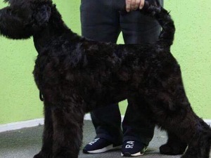 siyah terier Diğer köpek ırkı Sahibinden Çengelköy Mah.