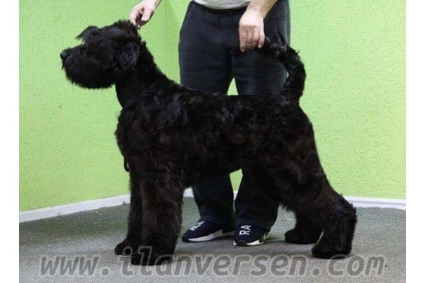 Diğer köpek ırkı Sahibinden Çengelköy Mah.