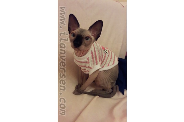 Sphynx kedi Bakırköy