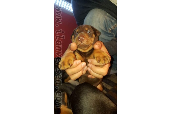 Doberman Dişi ve Erkek köpek