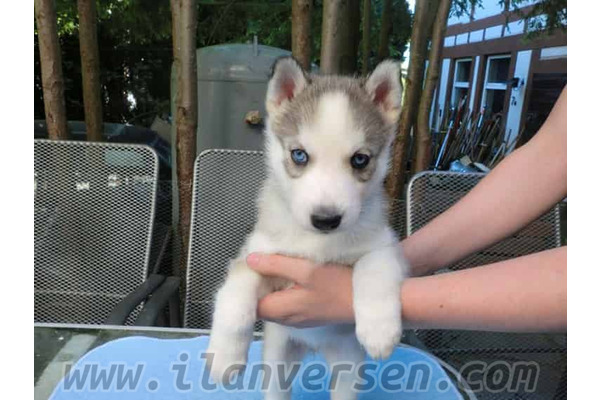 Kurtuluş Mah. köpek ilanları