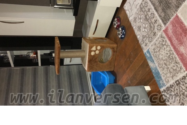 British shorthair Erkek Siteler Mah.