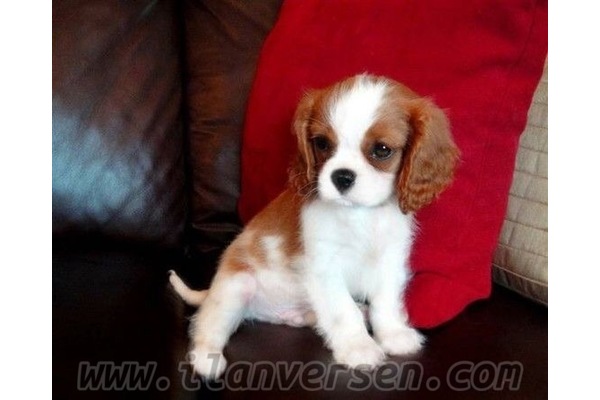 Cavalier king Charles Sahibinden 1 TL