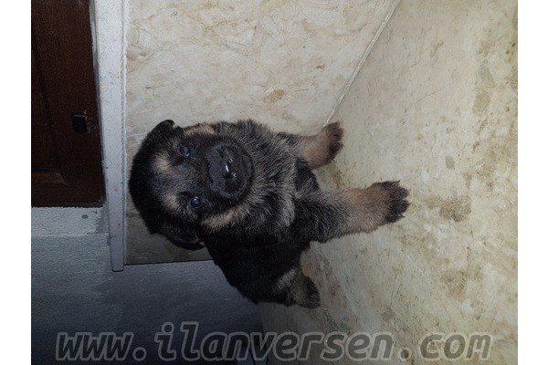 Alman çoban kurdu köpek Pamukkale