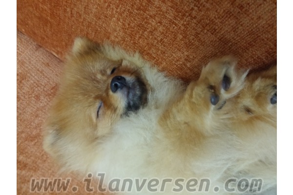 Siteler Mah. Pomeranian ilanları