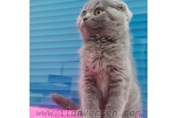 kedi Scottish fold fiyatları