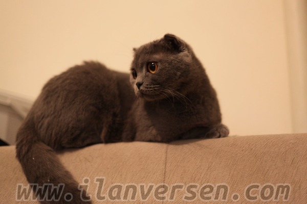 Scottish fold 1 Abdurrahman Nafiz Gürman Mah.