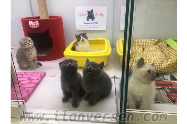 Ayrancı Mah. kedi ilanı ver