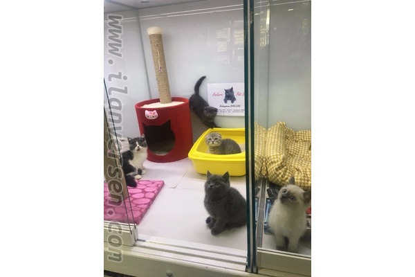 Scottish fold Sahibinden 1 TL