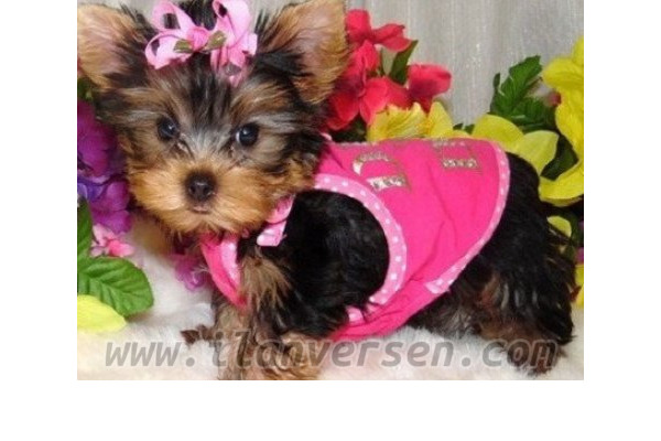 Yorkshire terrier Erkek köpek