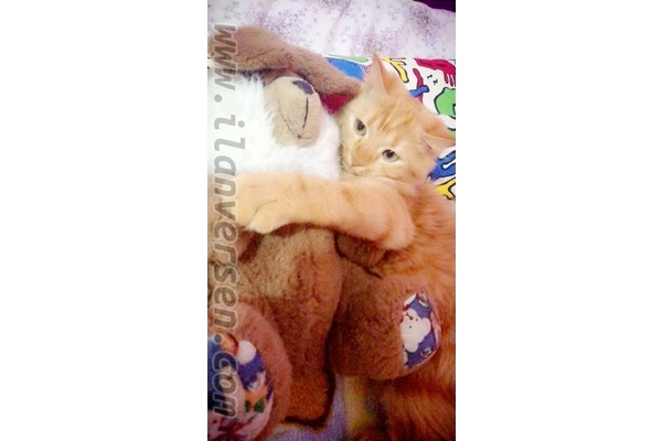 Diğer kedi ırkı Meydancık Mah.