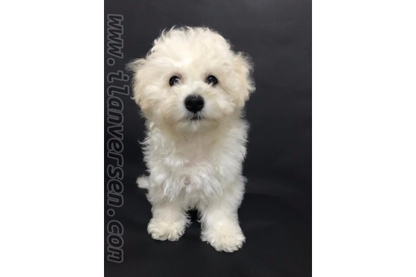 Çengelköy Mah. köpek ilanı ver