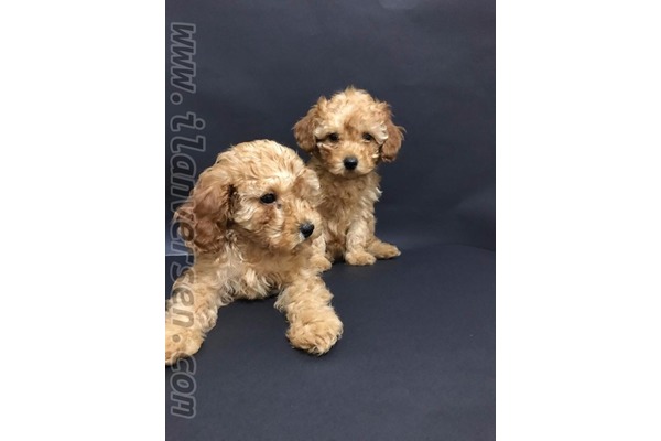 Poodle köpek Üsküdar