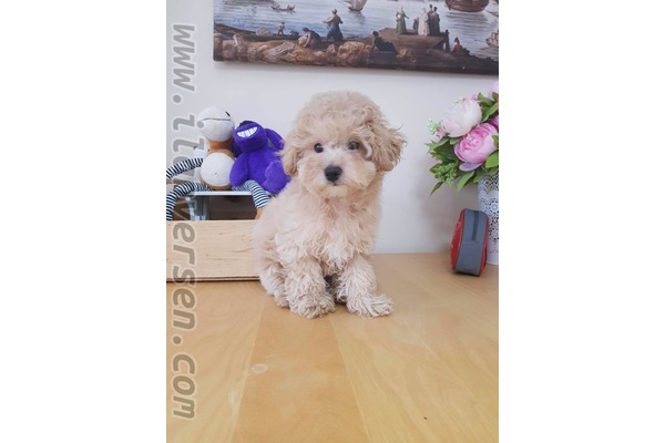 Çengelköy Mah. köpek ilanı