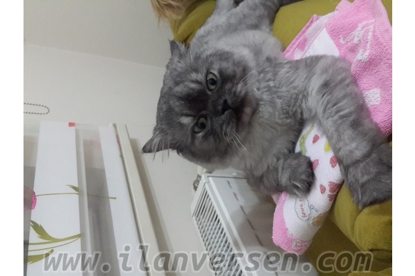 Eryaman Mah. kedi ilanı