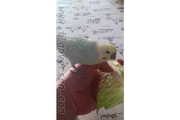 Yüzüncüyıl Mah. hayvanlar ilanı ver