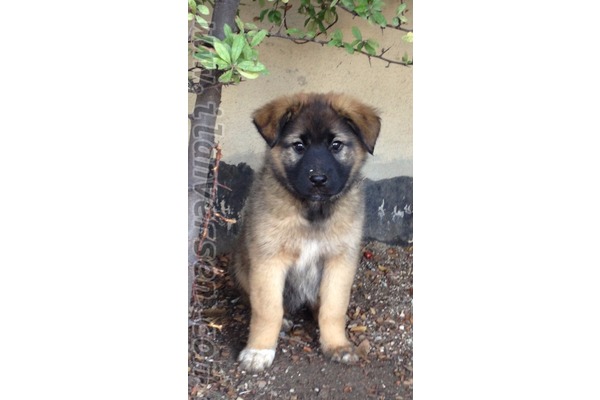 Diğer köpek ırkı 0 TL Üniversiteler Mah.