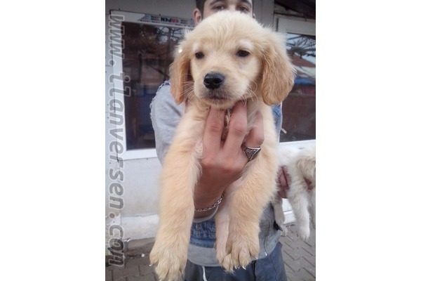 Golden retriever Sahibinden 0 TL
