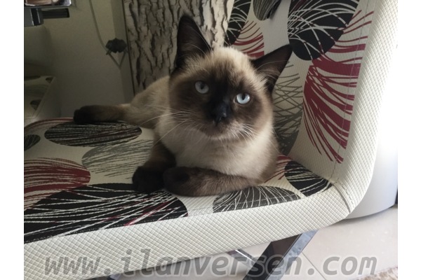 british shorthair...blue point.