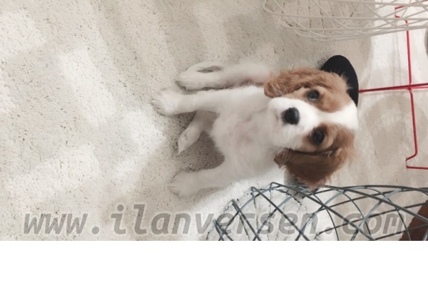 King charles spaniel Sahibinden 1000 TL