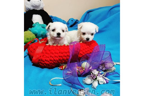 Altıntaş Mah. köpek ilanı