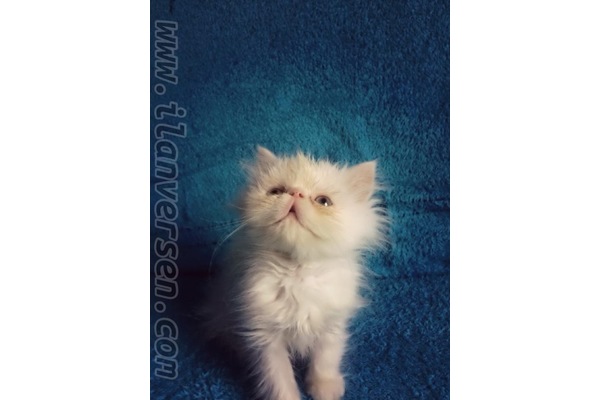 kedi İran fiyatları