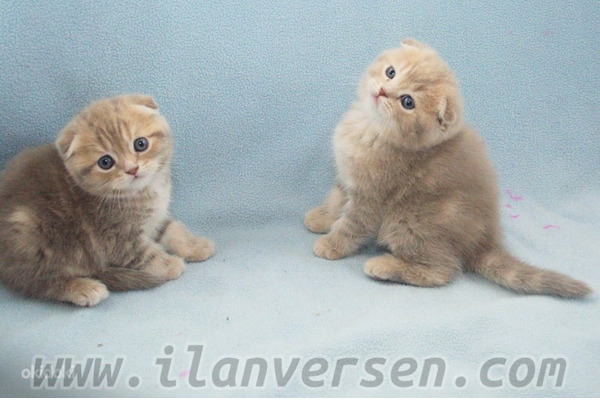 Scottish fold Dişi Çatalpınar Köyü