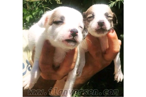Jack Russel terrier Sahibinden Akçalar Kurtuluş Mah.