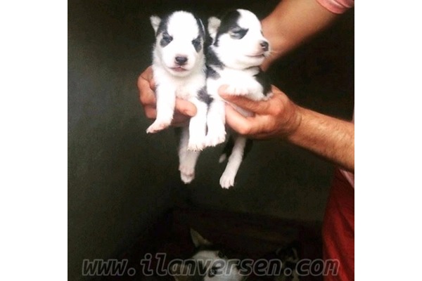 Husky Akçalar Kurtuluş Mah.
